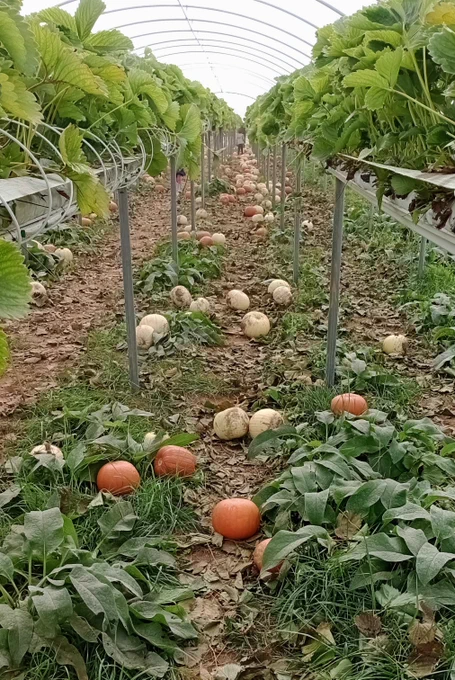 Orange and white pumpkins scattered on the ground under a large poly tunnel between raised beds of strawberry plants
