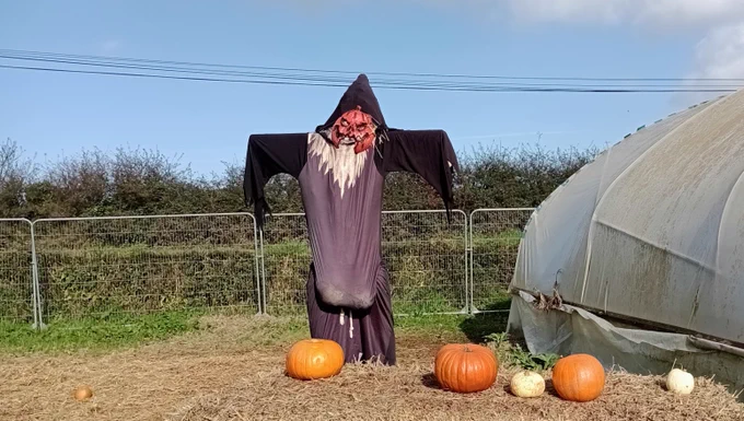 A Hallowe'en scarecrow with a pair of pumpkins stretching its shirt downwards so it appears to have very low-hanging large testicles