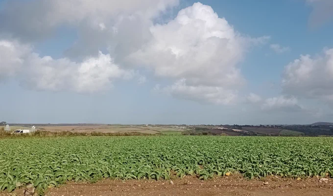 A field of some kind of low growing crop in front of some low hills under a slightly cloudy sky