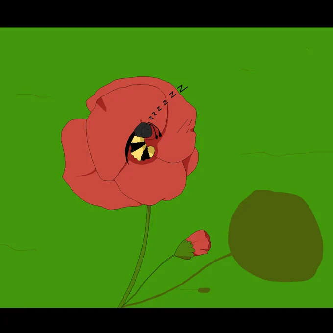 The bee is fast asleep inside of the poppy flower.