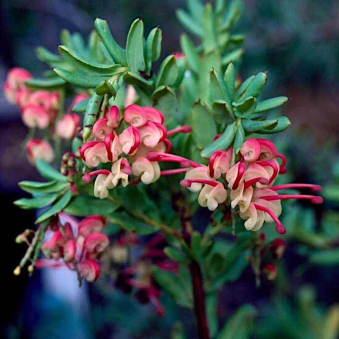 📷 Grevillea iaspicula by J.W Wrigley under CC BY-3.0 at https://images.ala.org.au/image/details?imageId=2b2e379a-630a-4b4f-8626-130dbb6d10fc