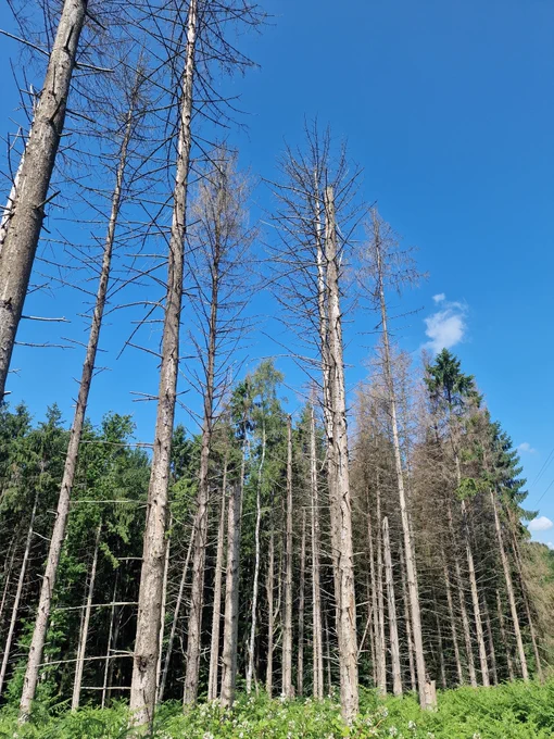 Spruce damage inflicted by an infestation of Ips typographus in Europe