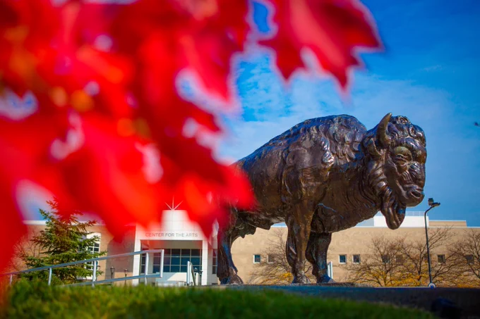 A bronze statute of a bison stands against a blue sky and beige buildings. Vibrant red leaves obscure the view slightly.