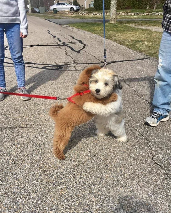 two little dogs stand on their hind legs and embrace in a sweet hug. the one on the left is brown and wearing a red harness, and his face is tucked behind his friend's head. the one on the right is mostly white with light brown accents, and he has a somewhat blank look on his face like he's still trying to process that it's monday, let alone that it's almost 2025.