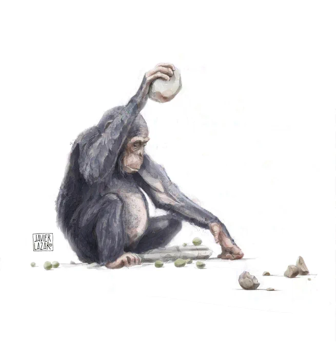 Chimpanzee cracking nuts using a stone as a tool