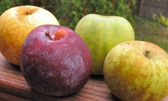 An assortment of apples: red, yellow, green striped, and brown