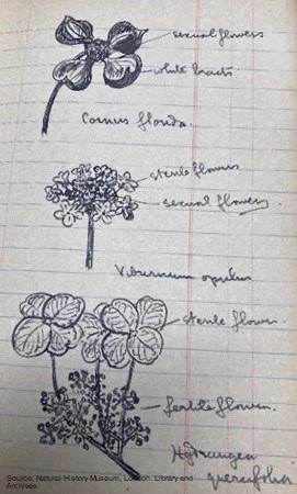 Page of a lined notebook on which there are three labelled sketches of plants in blue ink.