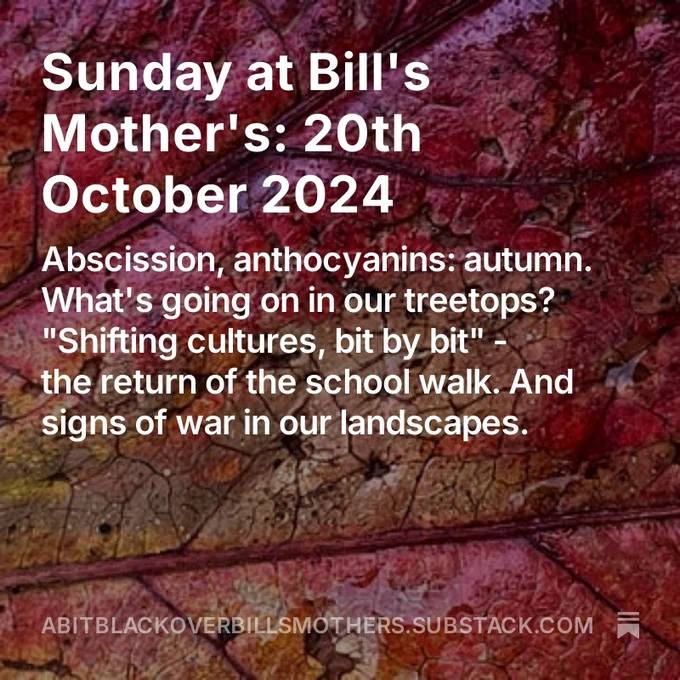 Cover of Sunday at Bill's Mother's 20 Oct 24 with fallen red and yellow maple leaf