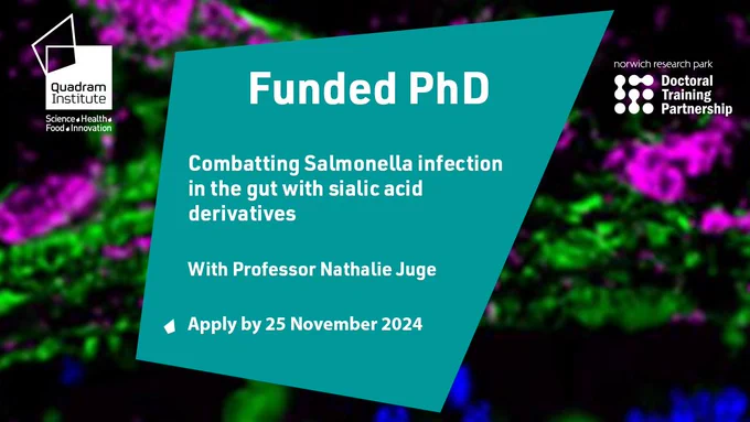 A microscopy image of the gut with the text "Funded PhD, combatting Salmonella infection in the gut with sialic acid derivatives with Professor Nathalie Juge, apply by 25 November 2024"