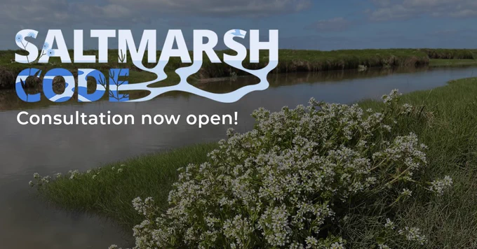 Scurvy grass at Hesketh Out Marsh