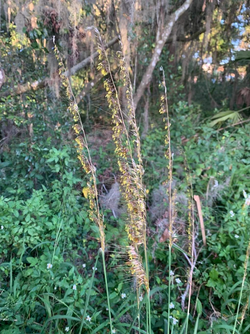 Sorghastrum