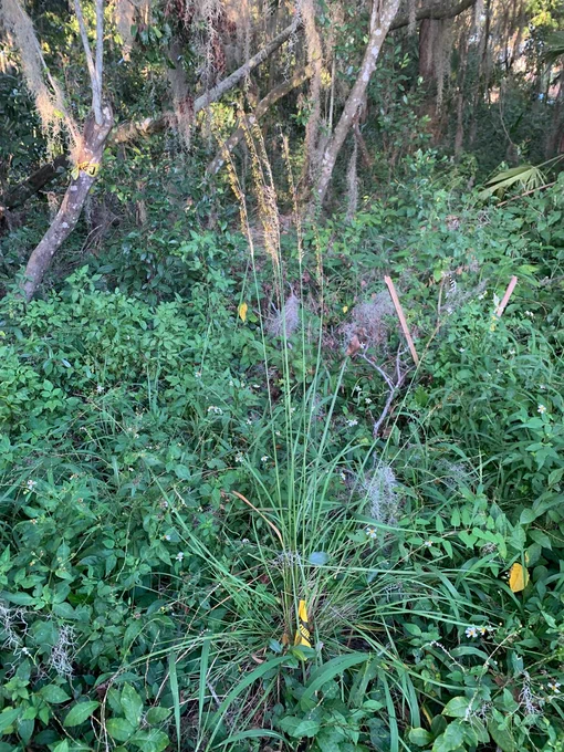 Sorghastrum