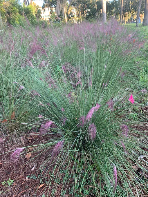 Muhlenbergia