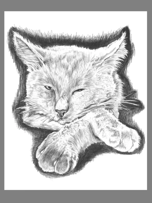 Pencil style digital drawing of cat