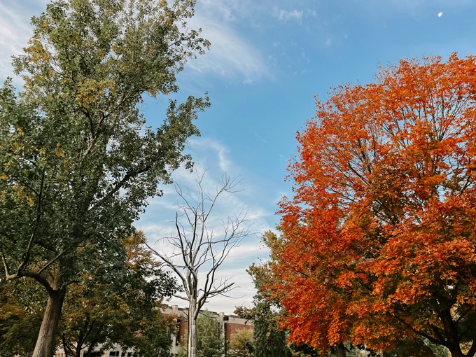 The metal tree sculpture between two real trees, one turning orange