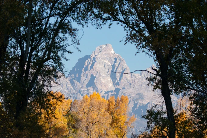 In the foreground, there are tall silhouettes of trees. In the midground, there are plentiful trees with bright, yellow leaves. In the background, Grand Teton Mountain towers over the landscape.