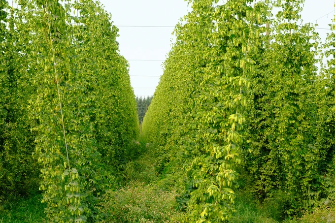 Rows of Nugget hops at the Crosby Estate Grown hop farm in Woodburn, Oregon, USA during Pacific Northwest Hop Harvest 2024.