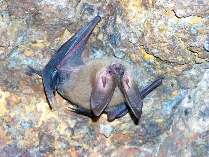 A Towndsend's big-eared bat hangs from the ceiling of an abandoned mine.
