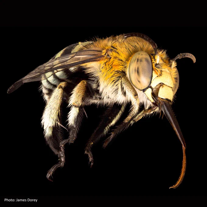 A close up photo of a blue-banded bee. It has bright yellow-orange colouring around its head, while its back half appears fluffy and light striped in pale blue.