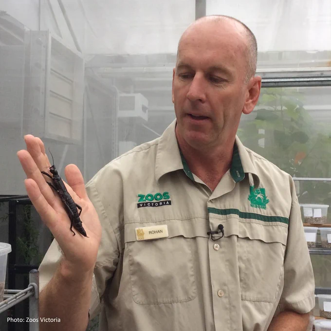 Rohan Cleave holiding a Lord Howe Island Stick Insect on the open palm of his hand. It's almost as large as his hand and virtually black in colour.