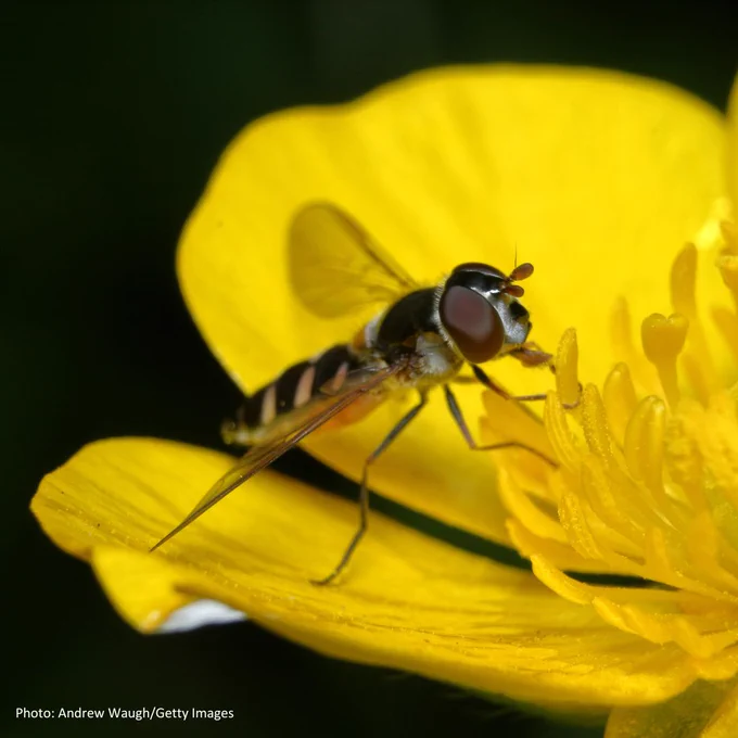 A close up photo of a common hoverfly feeding on pollen from a yellow buttercup flower. Its body is long and covered in distinct yellow and brown-black markings as if in imitation of a bee or wasp.