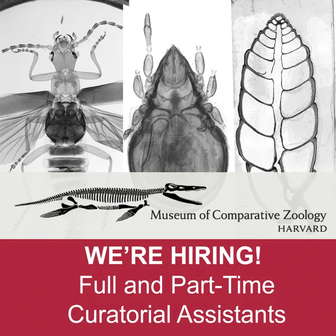 Promotional image for the Museum of Comparative Zoology at Harvard, featuring x-ray images of various insects and a job advertisement stating 'WE'RE HIRING! Full and Part-Time Curatorial Assistants.'