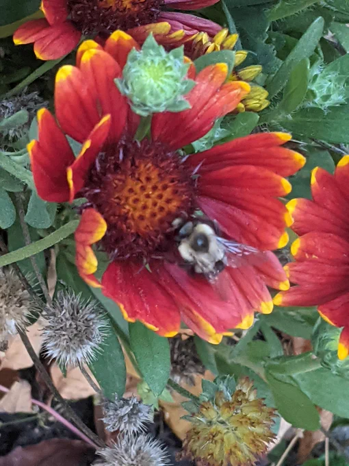 Red blanket flower with yellow tips. A big fat bee rummages around in its center. 