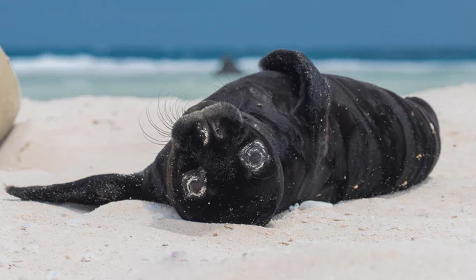 Hawaiian monk seal pup laying upside down on a beach in the Northwestern Hawaiian Islands with the surf in the background. Credit: NOAA Fisheries Hawaiian Monk Seal Research Program