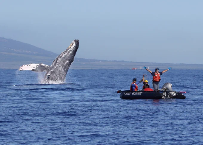 Trained responders in the small inflatable celebrate after removing more than 100 feet of entangling line from a humpback whale, seen breaching in the background, near Makena Beach, Maui, Hawaii. Credit: Jason Moore/NOAA, taken under NOAA Permit #18786