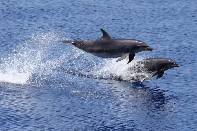 Two bottlenose dolphins leap out of the water together creating a big splash. Credit: NOAA Fisheries/Jesse Wicker (Permit #29138)