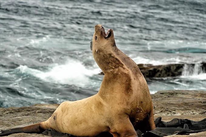Steller sea lion with satallite transmitter on its head sitting on sandy shore with head up and mouth open. Credit: NOAA Fisheries