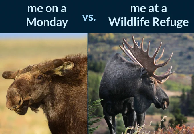 Two images of a moose with text above. On the left is a moose with ears flattened and a lopsided mouth with the text "Me on Monday” vs. Image of a moose with full antlers and calm appearance in tundra with the text: “Me at a Wildlife Refuge.”