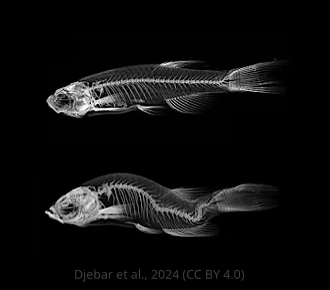 x rays of zebrafish, the top one is normal, the bottom one has a very bendy spine as a result of scoliosis