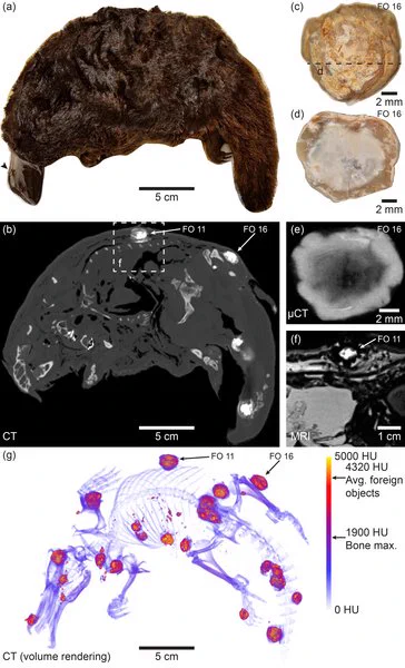 A figure from a scientific paper, showing a presevered platypus specimen, with CT, MRI and microCT imaging of hyperdense nodules within it.