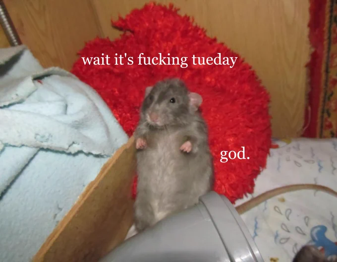 A grey dumbo rat stands upright, its hands in the air. The caption reads: Wait it's fucking tueday [Tuesday]. God.

RatForum.Ru. Edit by me.