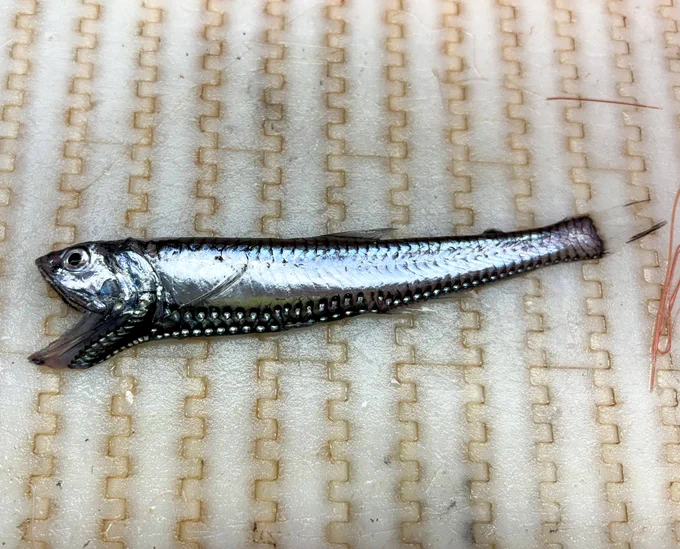A slender silver fish with its mouth open.