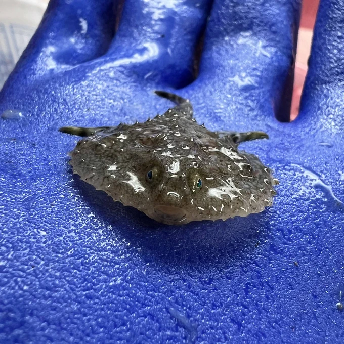 A small flat-as-a-pancake fish with spines rests in the palm of a blue-gloved hand.