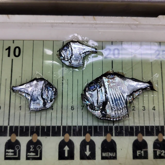 Three silver fish with bodies that look like the blade of a hatchet.