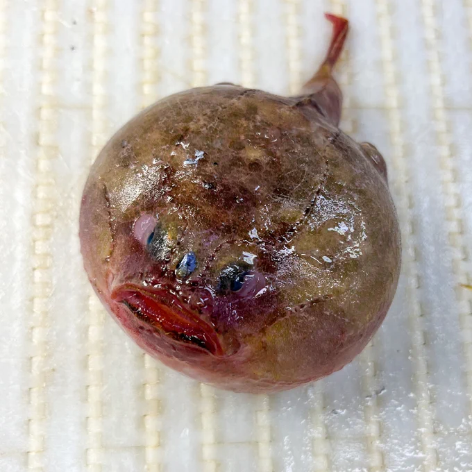 A brown mottled fish puffed up like a balloon lays on a white table.
