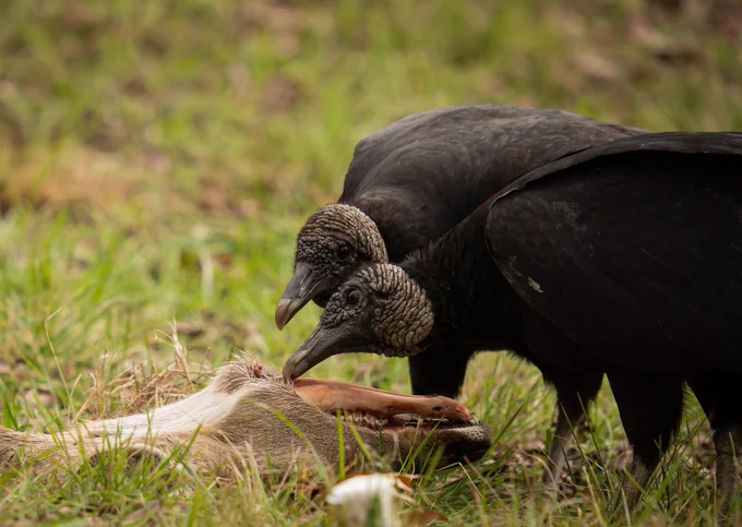 Two black vultures pick at the bones of a rotting deer carcass. 