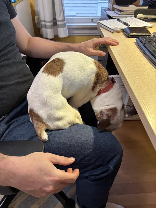 My dog awkwardly curled up in my husband’s lap