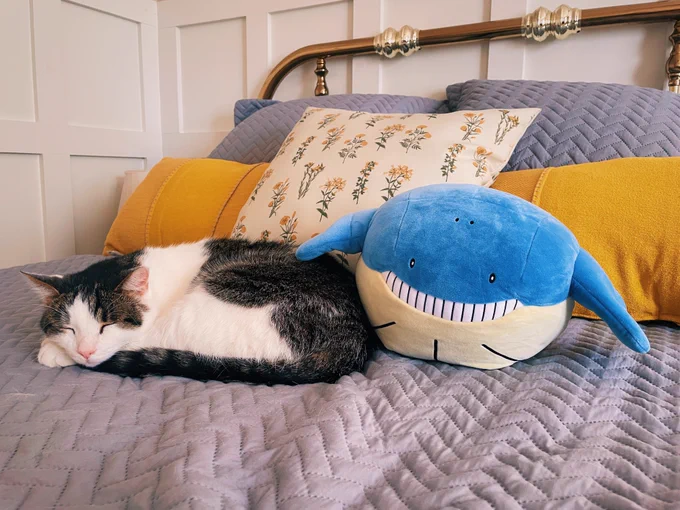 a sweet sleeping cat lies next to a sweet smiley Wailmer on a tidy bed