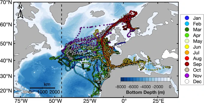 Tracks of electronically tagged Atlantic bluefin tuna (n = 19) released off Norway, with daily geolocations (circles) coloured by month. The ICCAT management line at the 45°W meridian is also shown (dashed black line). From: https://royalsocietypublishing.org/doi/10.1098/rspb.2024.1501