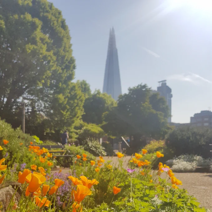 It's Red Cross Garden on a dreamy sunny day. The sun is sparkling in a blue sky, orange poppies grow with their faces to the sun, trees fill and background and The Shard overlooks the whole scene. This image of our urban garden highlights the wellbeing and environmental importance of greening our cities. 