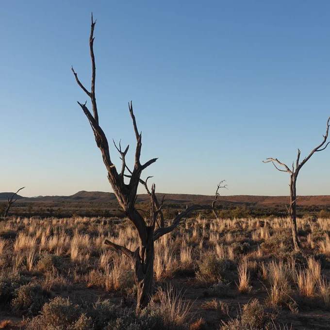 Dead tree