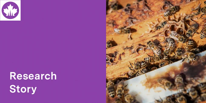 IMAGE: Rectangle divided into two squares. Left: Purple background with white title: "Impact Story", along with a small square NSERC logo of maple leaf at the top left. Right square: Photo of bees in a wooden beehive.  Photo Credit: The University of British Columbia.