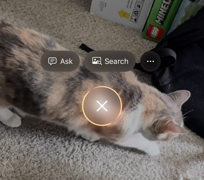 A picture of my cat, with buttons "Ask" and "Search" over it