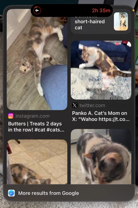 Results from Google for the pictures of my cat