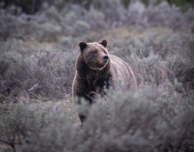 A grizzly bear walks through an area covered in brush.