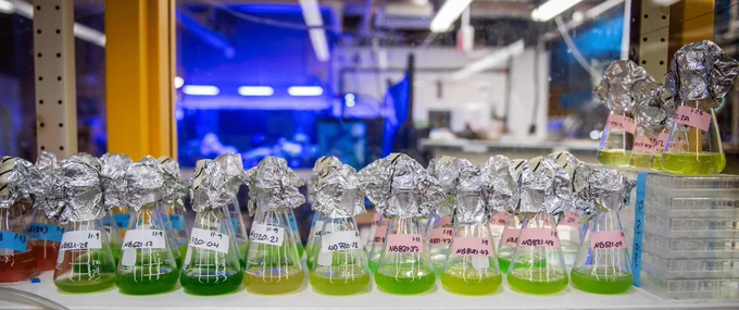 Photo of Synechoccocus strains taken by Clark University Photographer S. King at Rodger Williams University. 